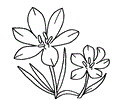 Crocus