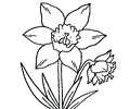 Daffodil