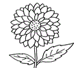 Dahlia
