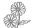 Daisy