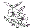 Evening-Primrose