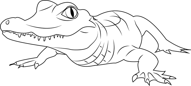 Alligator Coloring Page for Kids - Free Alligator Printable Coloring