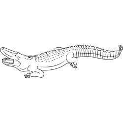 Alligator Coloring Pages