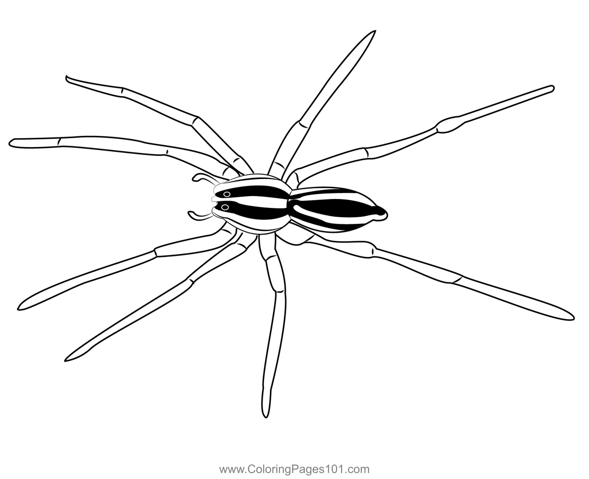 black widow spider coloring pages