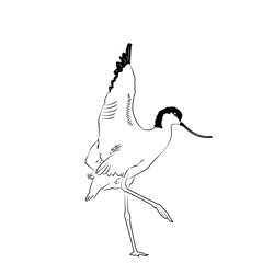 Avocets and Stilts Coloring Pages for Kids Printable Free Download ...