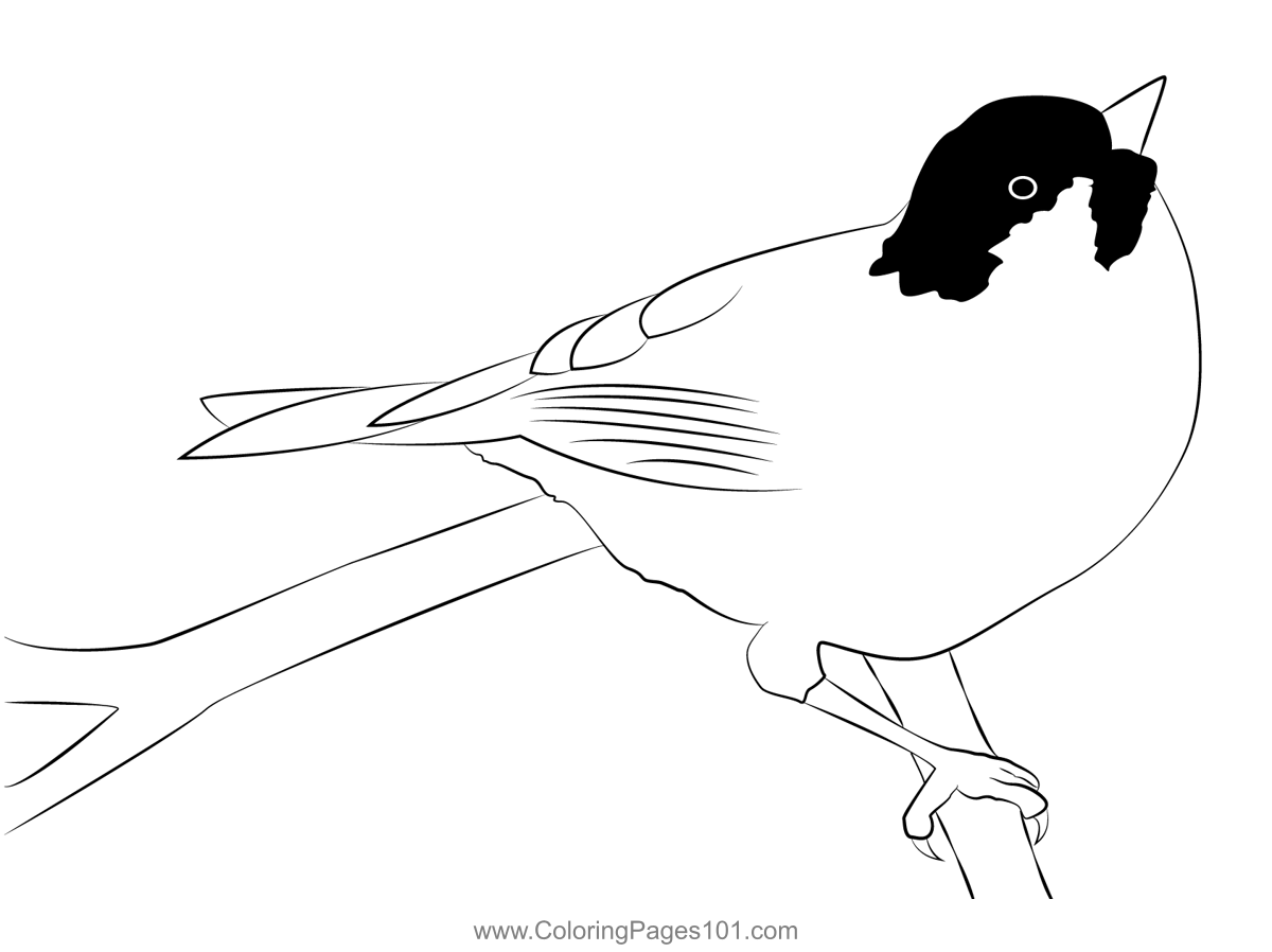 Coal Tit 10 Coloring Page for Kids - Free Bearded Tits Printable ...