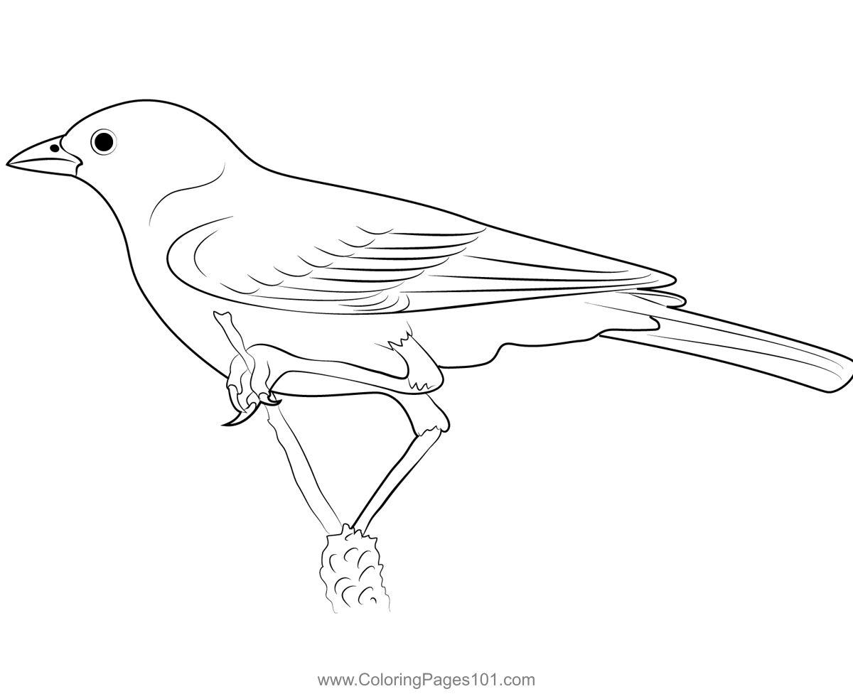 Lark Bunting Bird Coloring Page for Kids - Free Buntings Printable ...