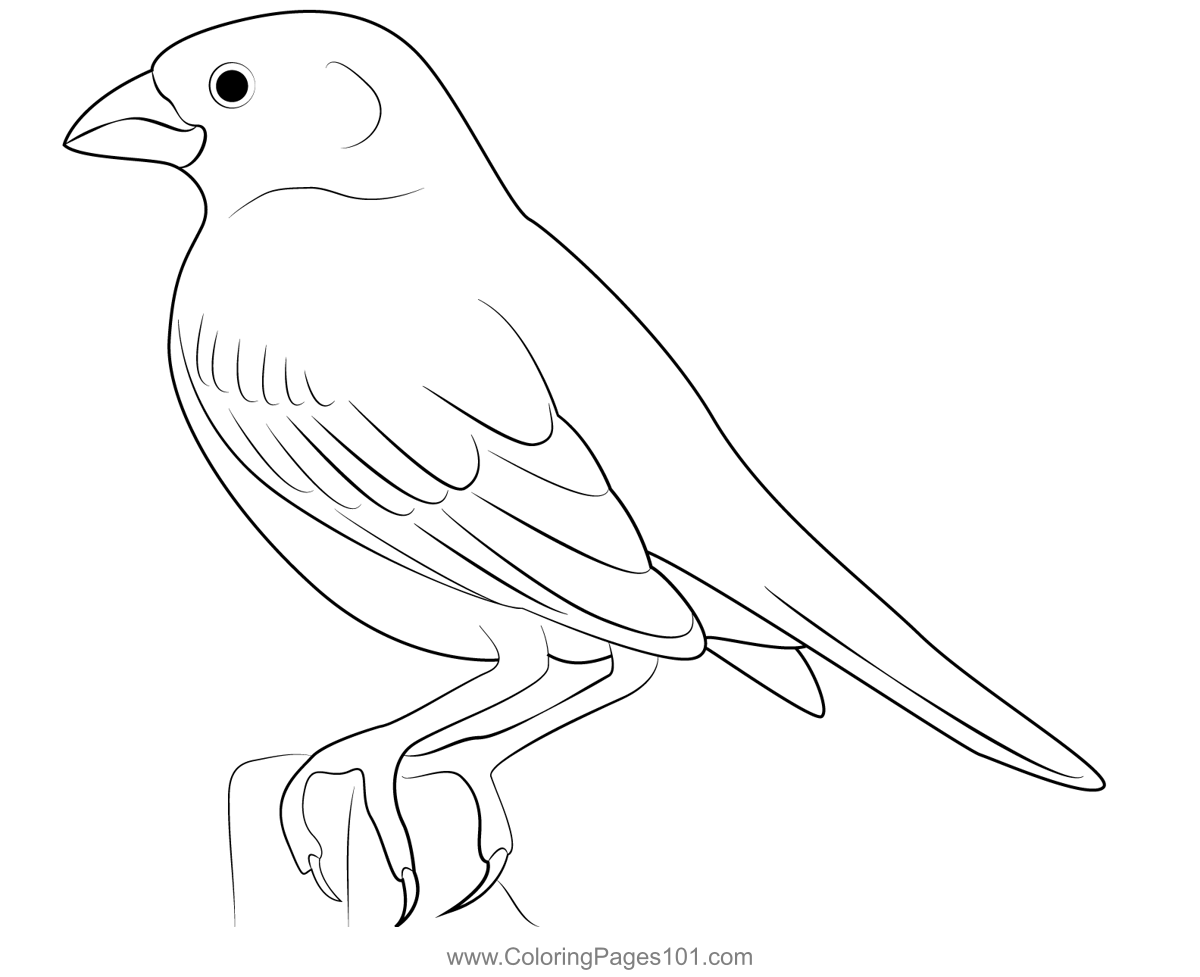 Lark Bunting Female Bird Coloring Page for Kids - Free Buntings ...