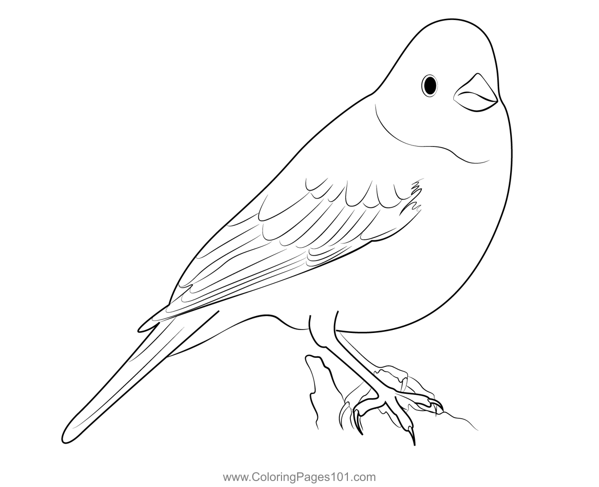 yellowhammer-bird-coloring-page-for-kids-free-buntings-printable