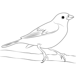 Lark Bunting Coloring Page for Kids - Free Buntings Printable Coloring ...