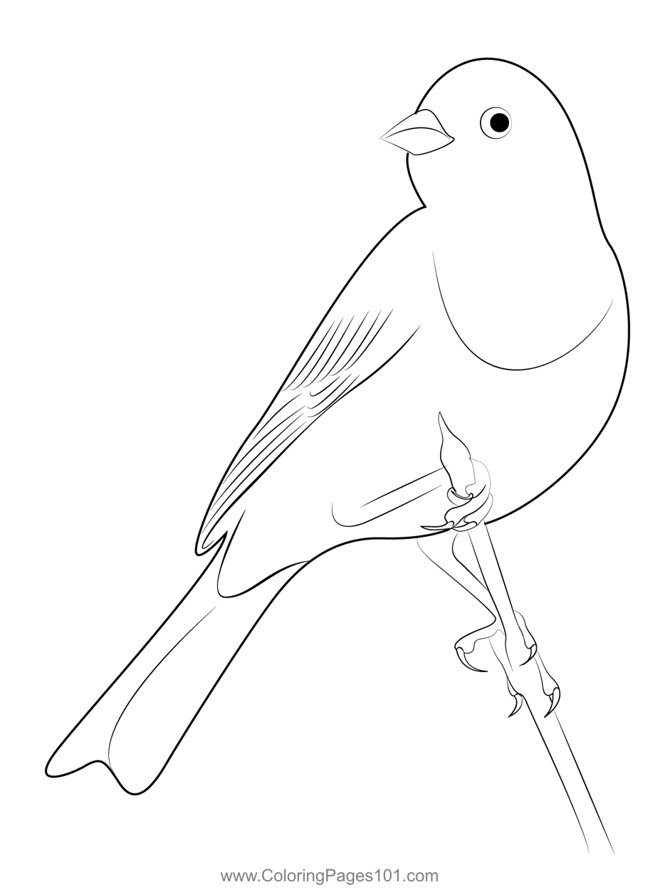 Wlid Yellowhammer Bird Coloring Page for Kids - Free Buntings Printable ...