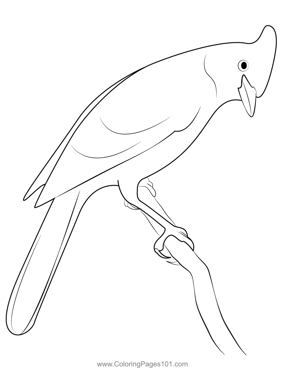 Angry Steller's Jay Coloring Page for Kids - Free Crows Printable ...