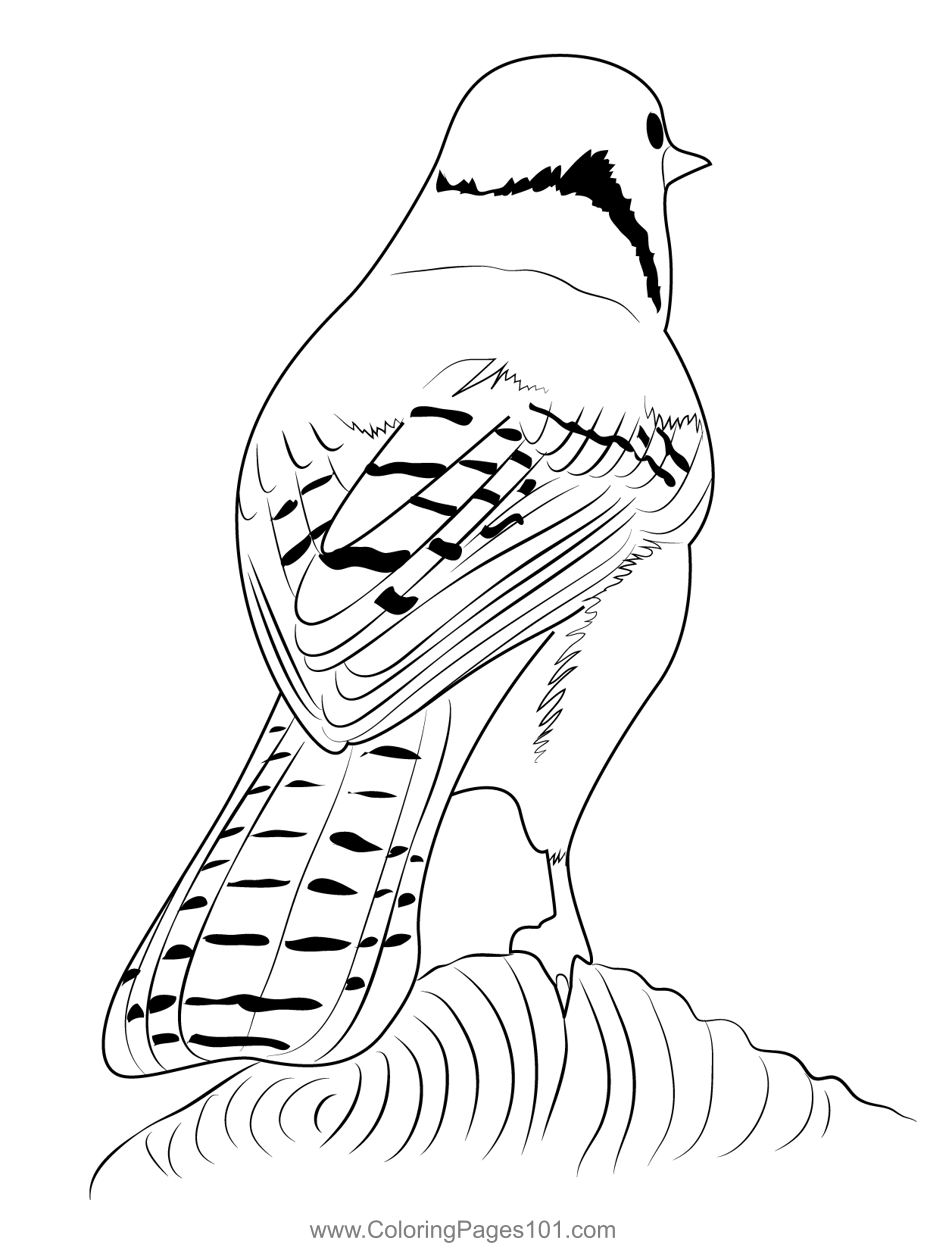 10 Enchanting Blue Jay Coloring Pages for Bird Enthusiasts