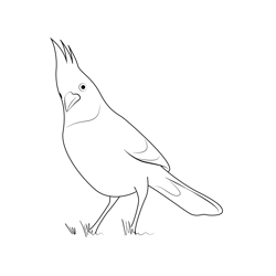 Printable Blue Jay Coloring Page for Kids – SupplyMe