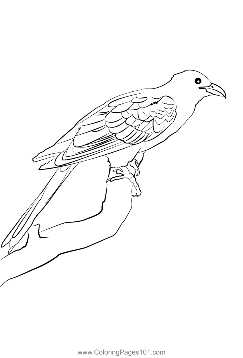 Asian Koel 3 Coloring Page for Kids - Free Cuckoos Printable Coloring ...