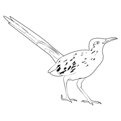 Road Runner 8 Coloring Page for Kids - Free Cuckoos Printable Coloring ...