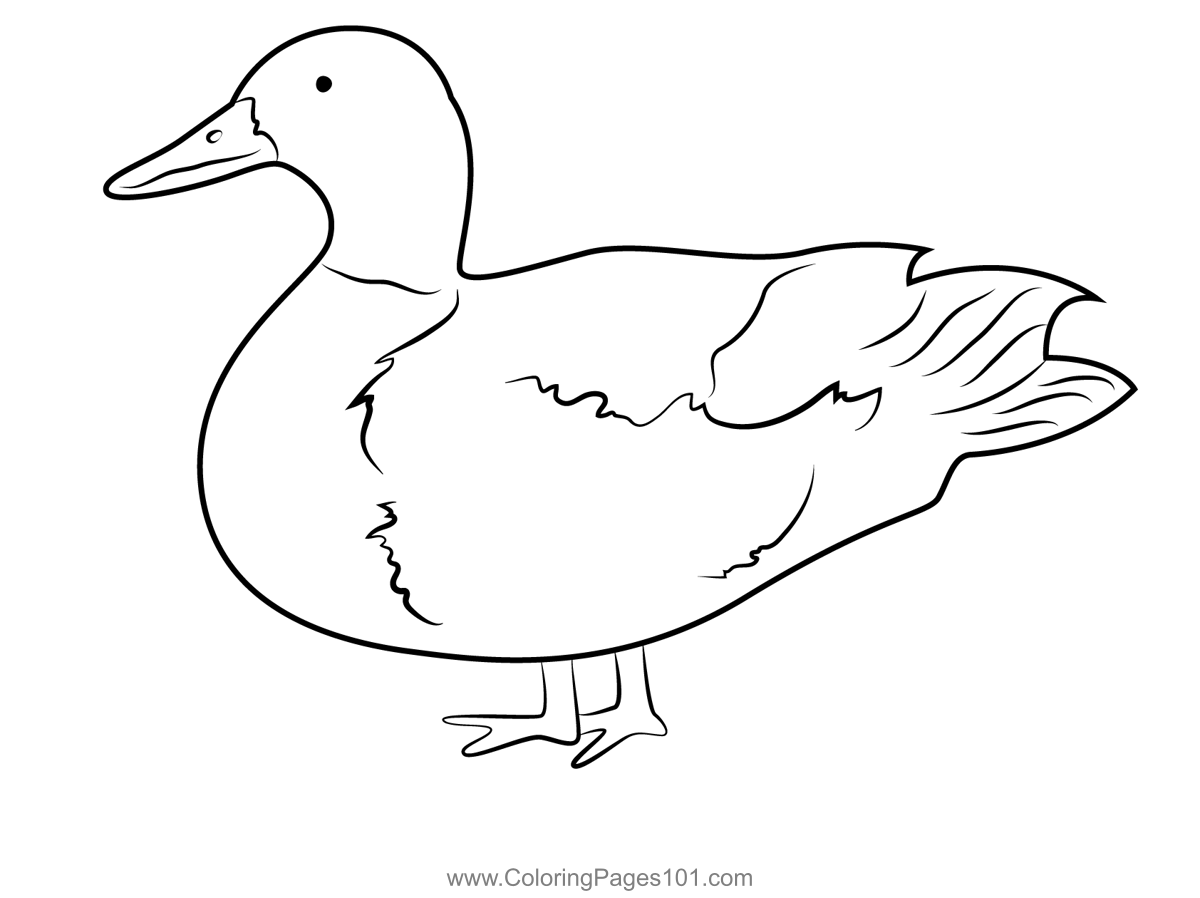 Mallard Duck Standing On One Leg Coloring Page for Kids - Free Ducks ...