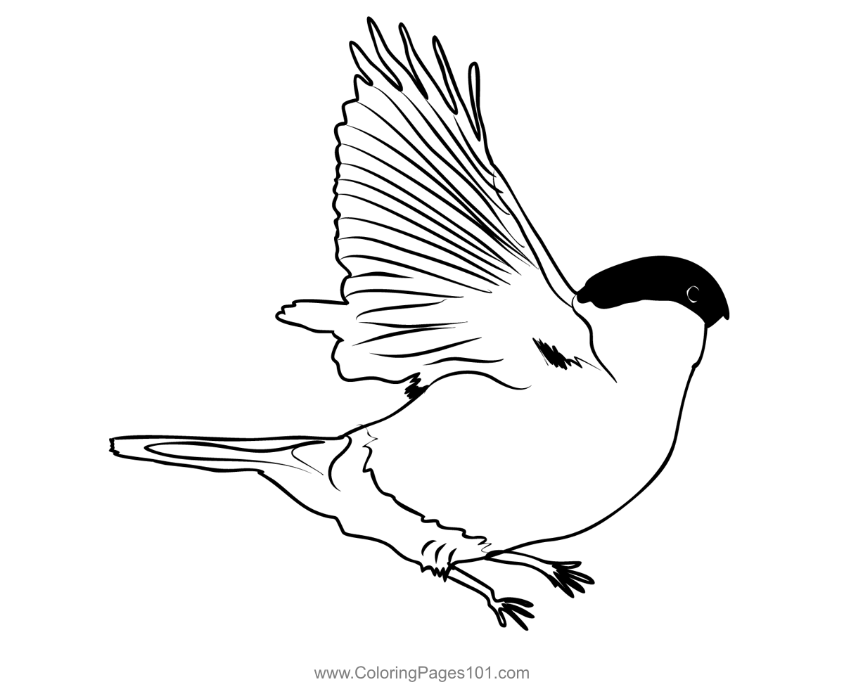 Bullfinch 1 Coloring Page for Kids - Free Finches Printable Coloring ...