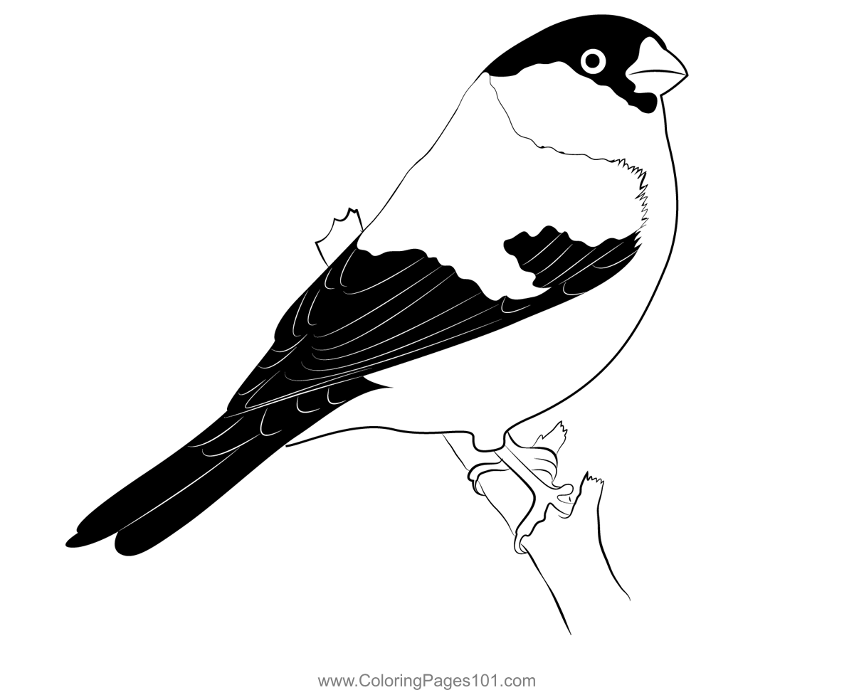 10 Fun Canary Bird Coloring Pages to Print for Hours of Creative Enjoyment