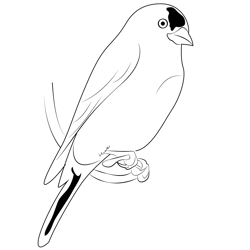 Canary Bird 2 Coloring Page for Kids - Free Finches Printable Coloring ...