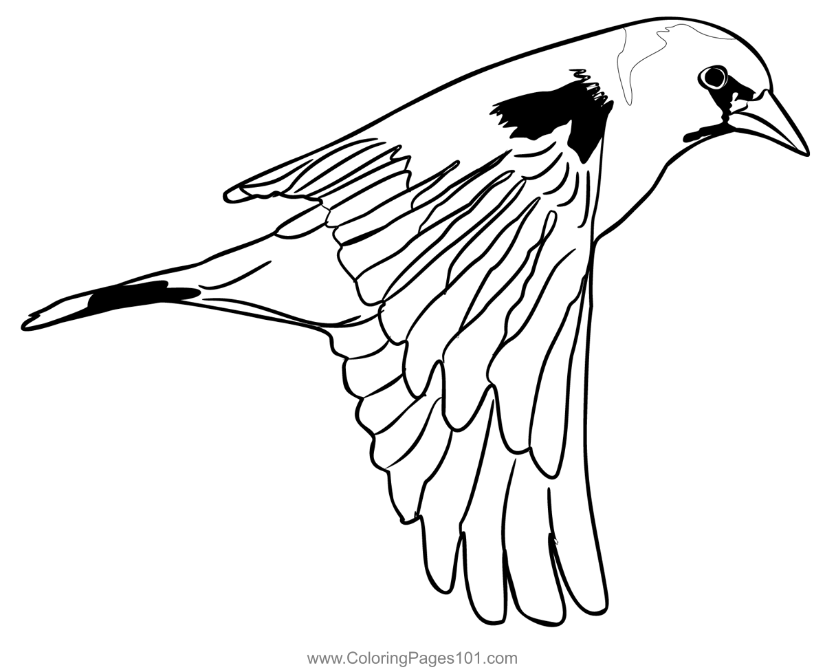 Goldfinch 4 Coloring Page for Kids - Free Finches Printable Coloring ...