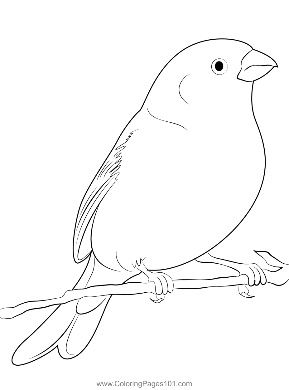 Pine Grosbeak 11 Coloring Page for Kids - Free Finches Printable ...