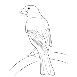 Purple Finch 11 Coloring Pages for Kids - Download Purple Finch 11 ...