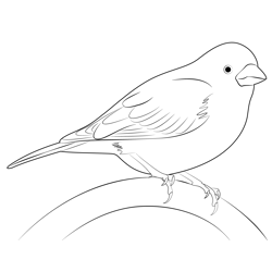 Relax Purple Finch Coloring Pages for Kids - Download Relax Purple ...