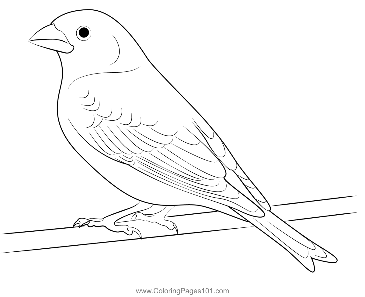 Wild Delight Finch Coloring Page For Kids Free Finches Printable Coloring Pages Online For