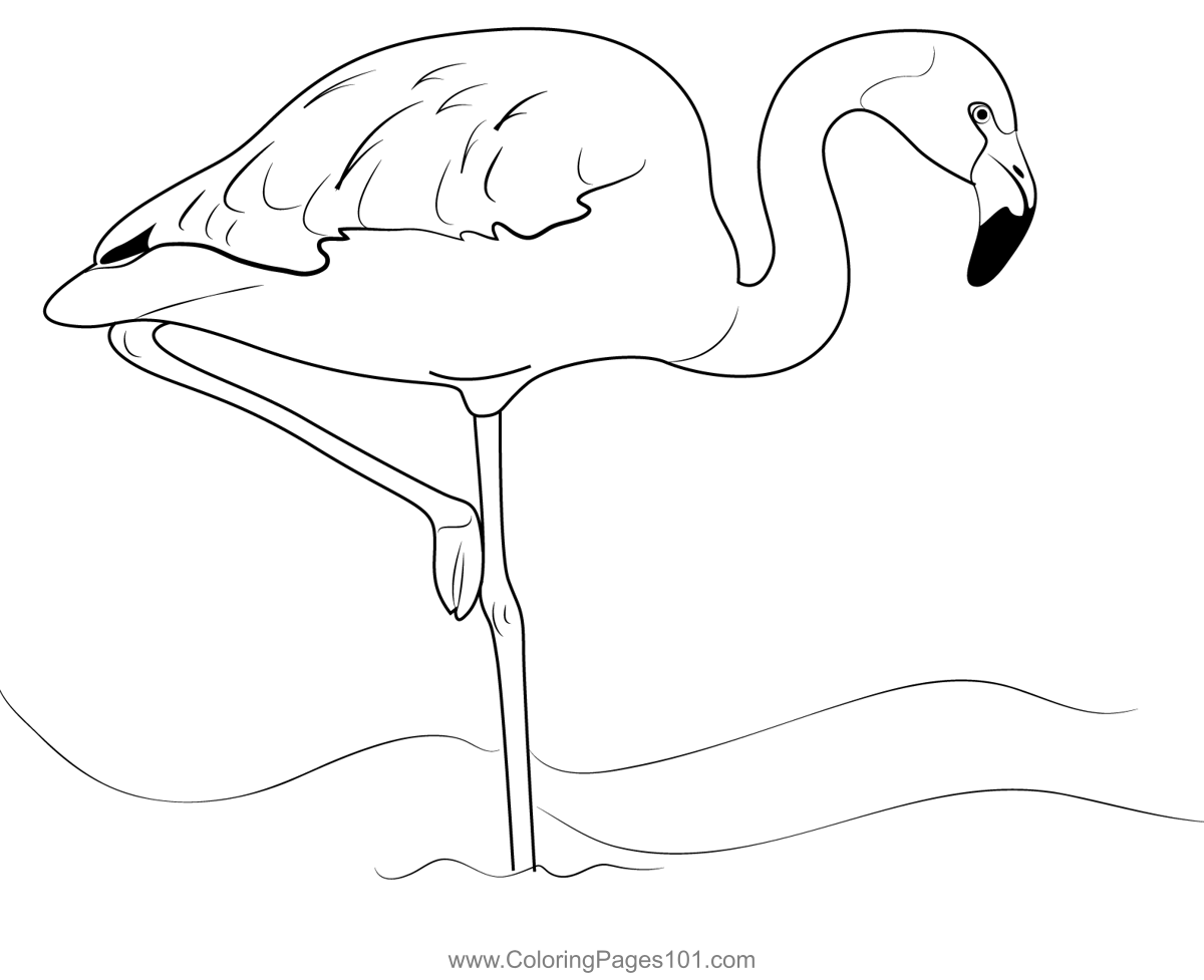 Amazona Flamingo Bird Coloring Page for Kids - Free Flamingos Printable ...
