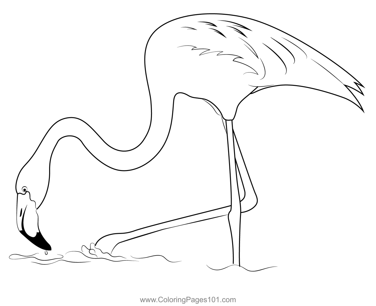 Greater Flamingo Bird Coloring Page for Kids - Free Flamingos Printable ...