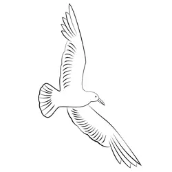 Flying Seagull Coloring Page for Kids - Free Gulls Printable Coloring ...