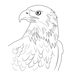 Bald Eagle Portrait Coloring Pages for Kids - Download Bald Eagle ...