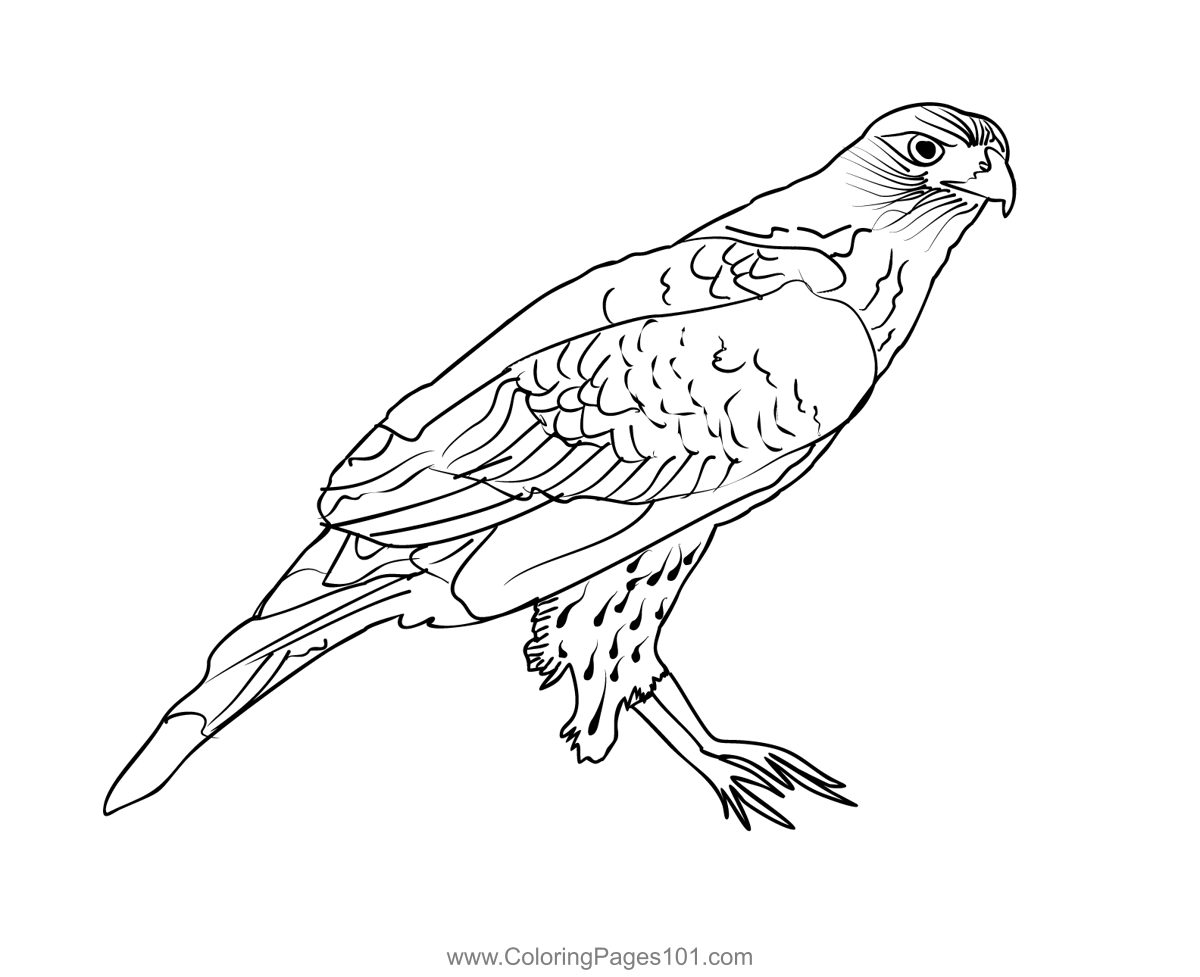 red tailed hawk coloring pages