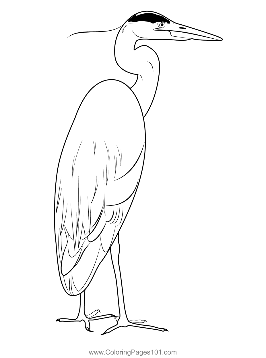 Great Blue Heron Bird Coloring Page for Kids - Free Herons Printable ...