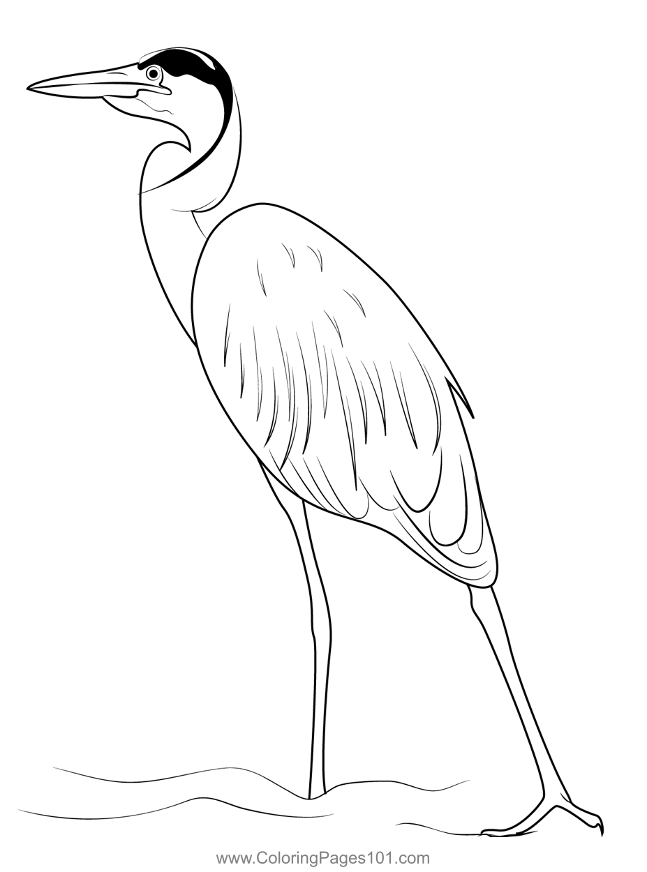 Great Blue Heron Durham Male Coloring Page for Kids - Free Herons ...