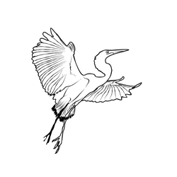 Great White Egret 3 Coloring Pages for Kids - Download Great White ...