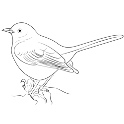 Big Mockingbird Coloring Pages for Kids - Download Big Mockingbird ...