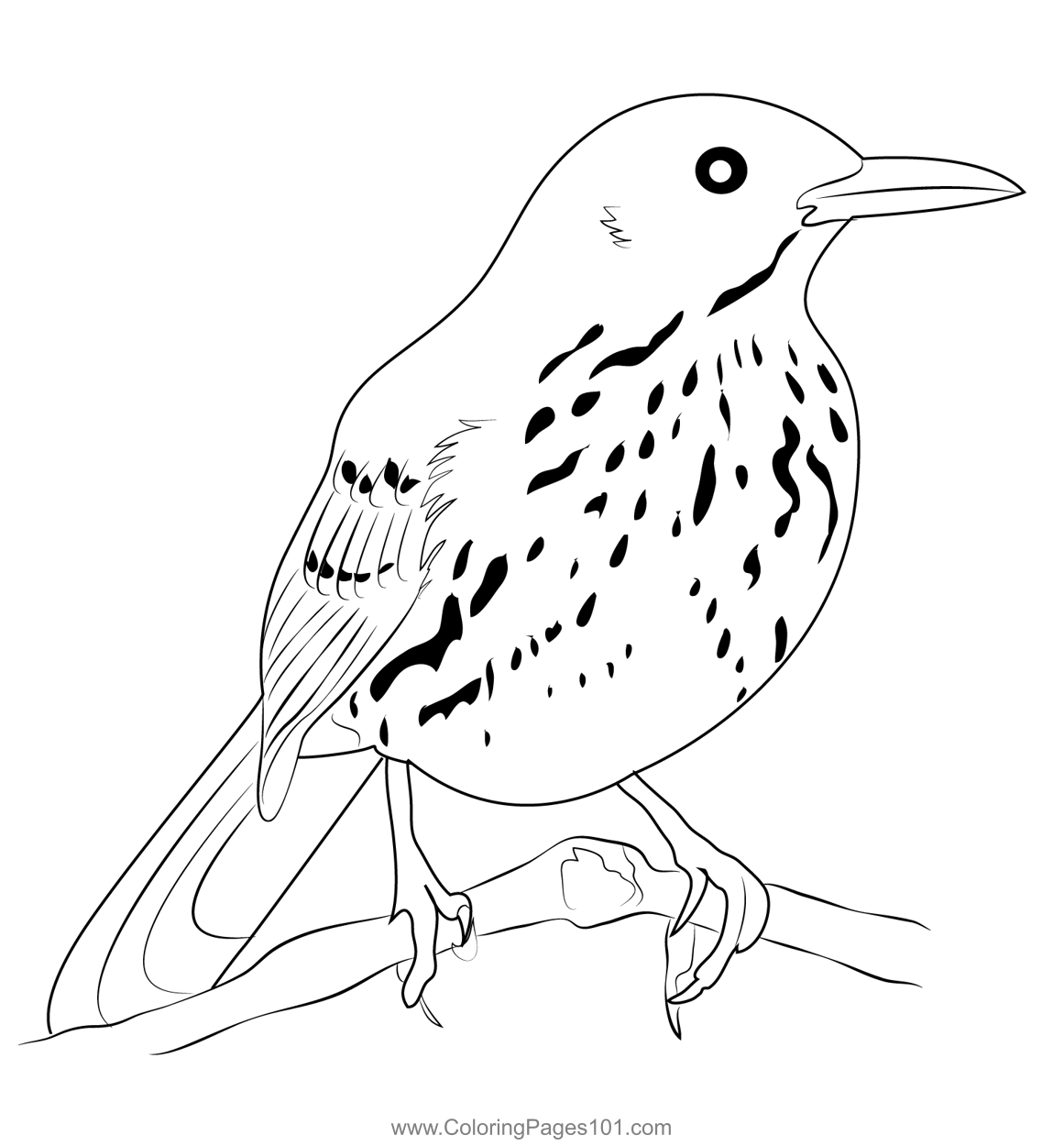Brown Thrasher 2 Coloring Page for Kids - Free Mockingbirds Printable ...