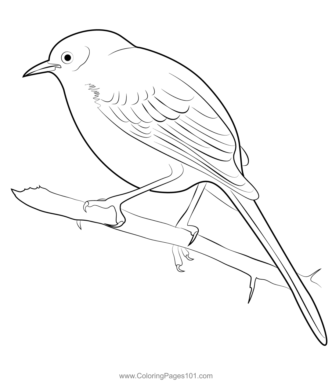 Longtailed Mockingbird Coloring Page for Kids - Free Mockingbirds ...