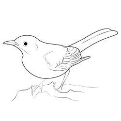 Mockingbirds Coloring Pages for Kids Printable Free Download ...