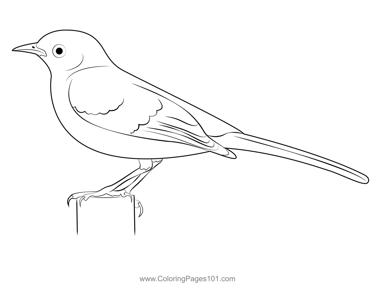 Northern Mockingbird Watched Coloring Page for Kids - Free Mockingbirds ...