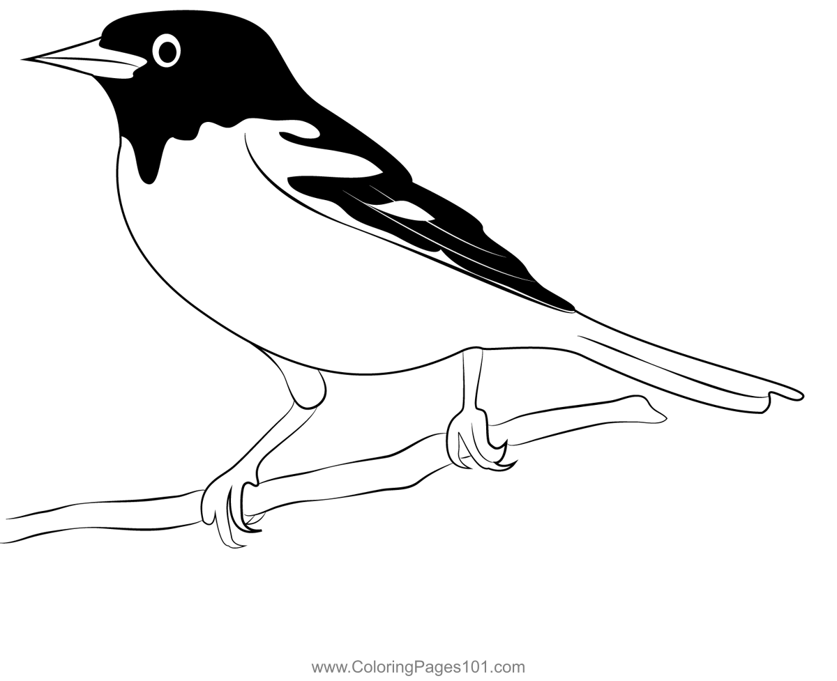 Baltimore Orioles Logo coloring page - Download, Print or Color