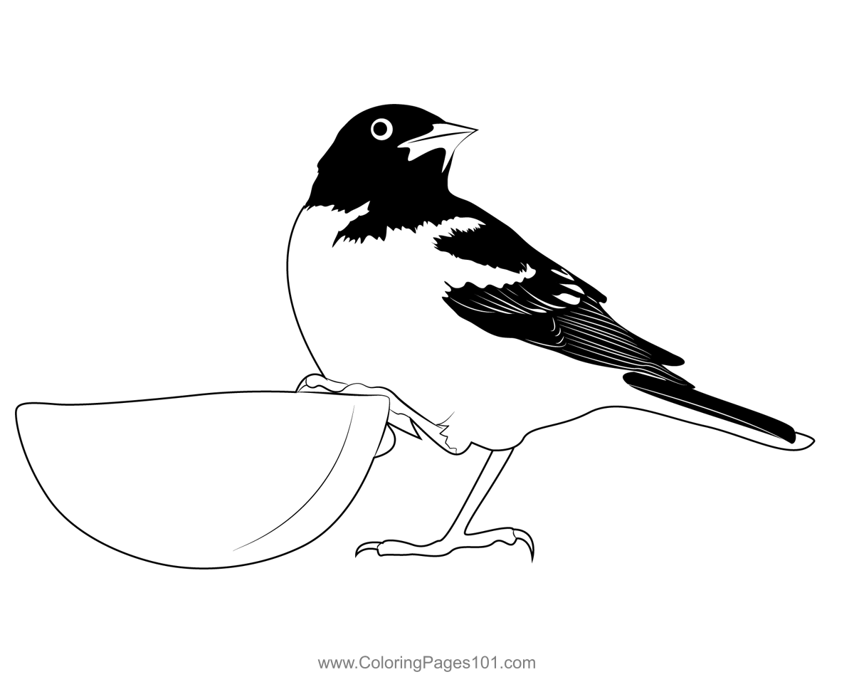 Baltimore Orioles 1 Coloring Page for Kids - Free New World Blackbirds