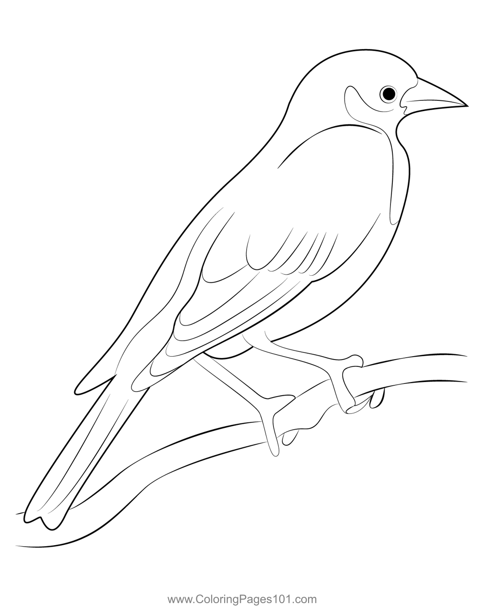 Female Yellow Headed Blackbird Coloring Page for Kids - Free New World ...