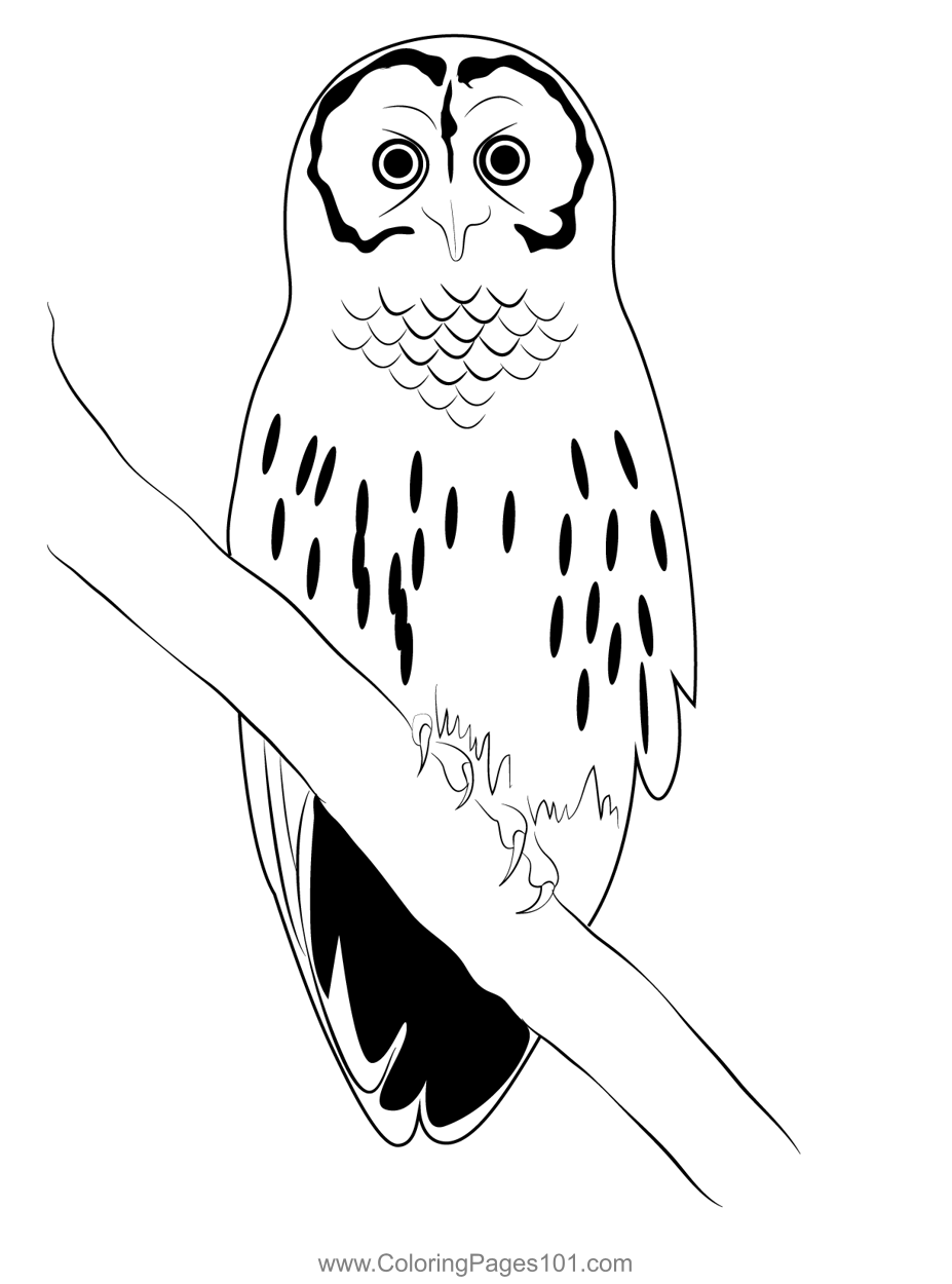 10 Majestic Owl Coloring Pages for Bird Lovers