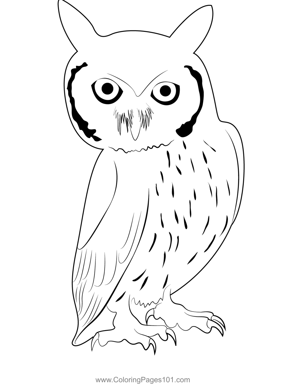 White Faced Scops Owl Coloring Page for Kids - Free Owls Printable ...