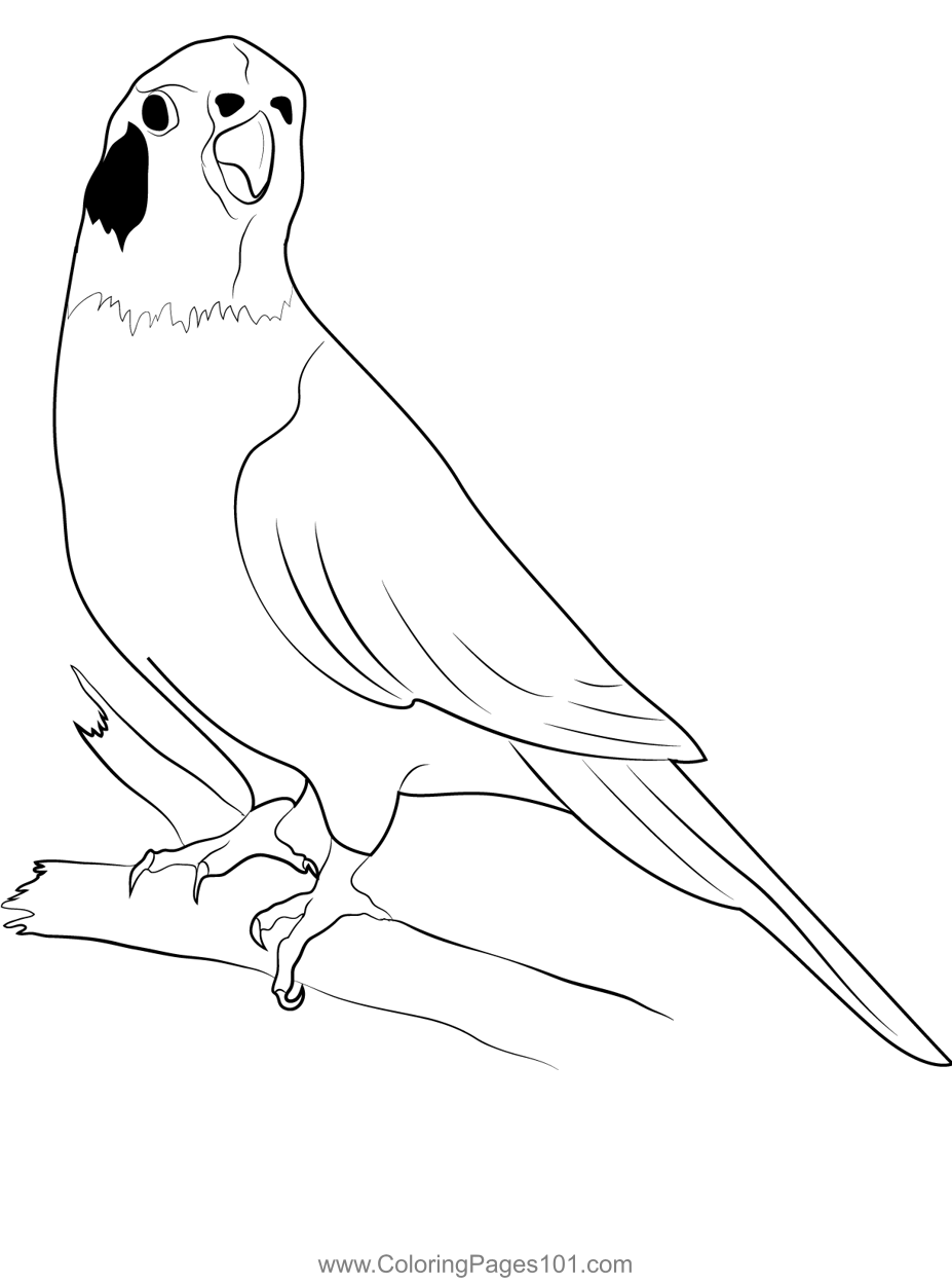 Blue Cockatiel Coloring Page for Kids - Free Parrots Printable Coloring ...