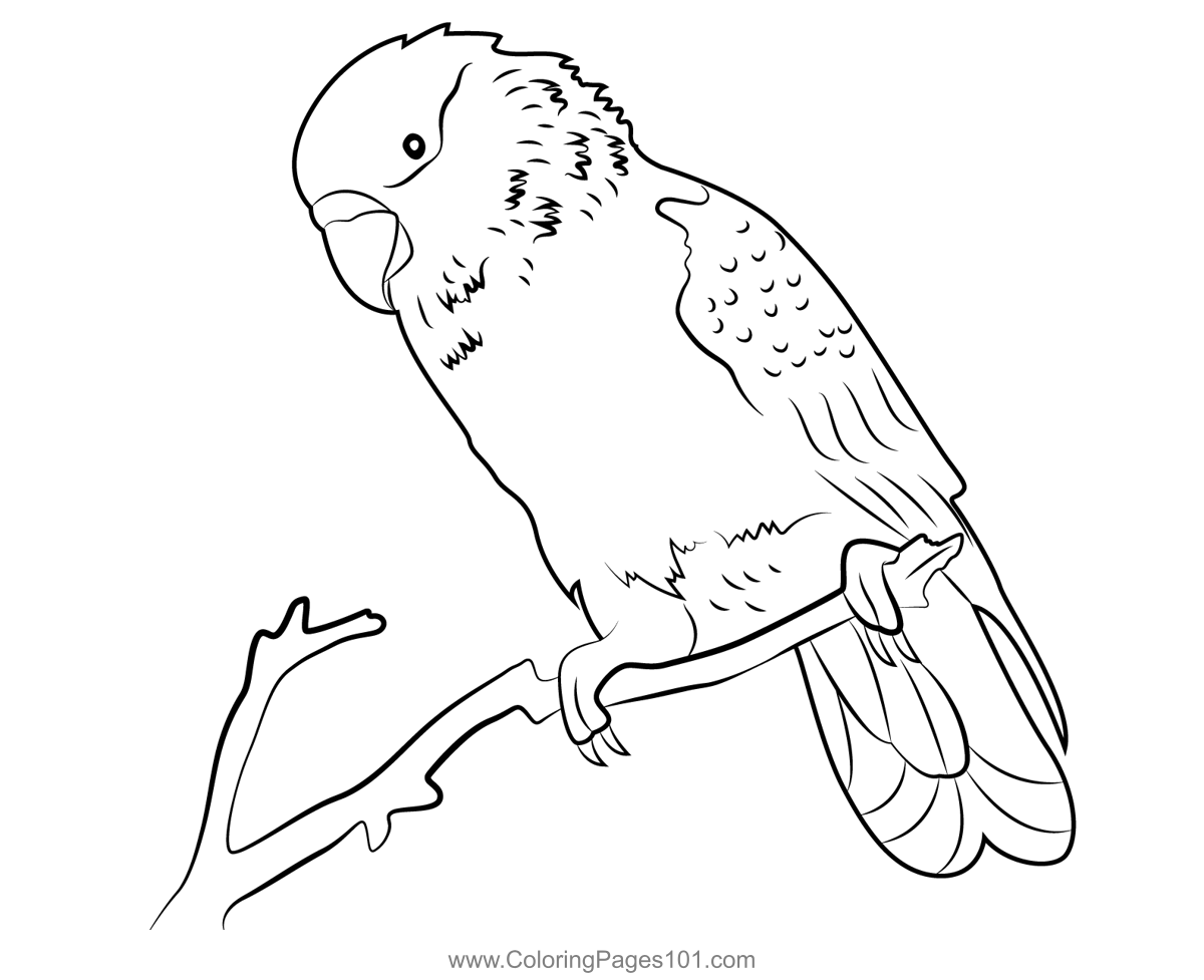 Parrot Sitting On A Branch Coloring Page For Kids - Free Parrots 