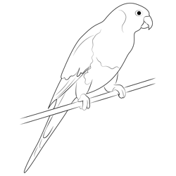 Sitting Macaw Parrot Coloring Pages for Kids - Download Sitting Macaw ...